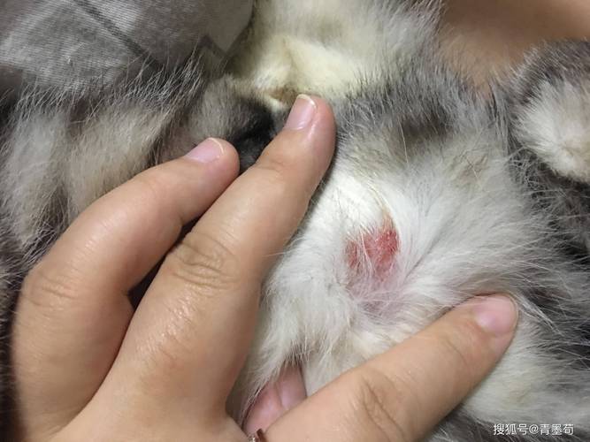 猫咪应激过度舔毛腹部脱毛实拍