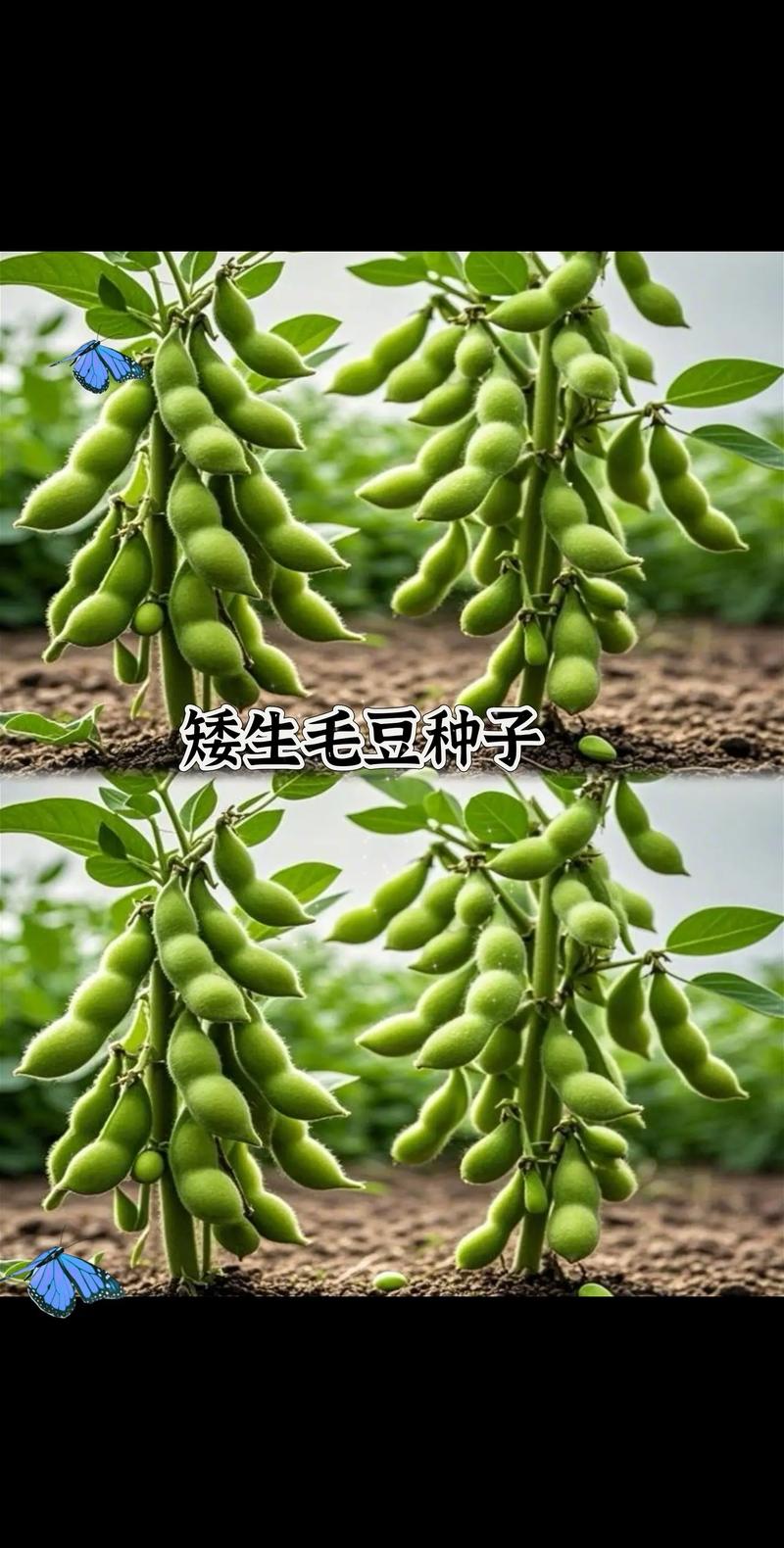 毛豆是夏天的混蛋,但我爱它