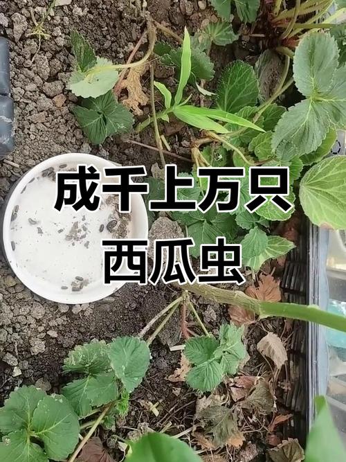 小学操场花坛西瓜虫实拍