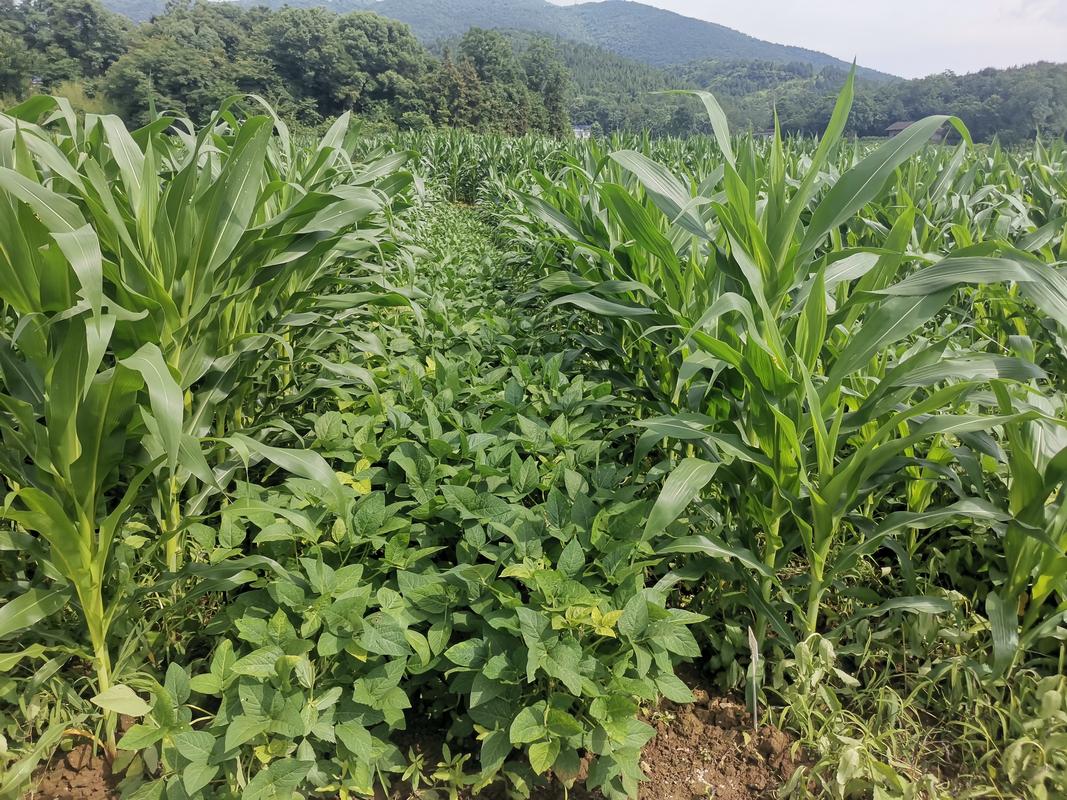 黄淮海地区玉米大豆带状复合种植示范田