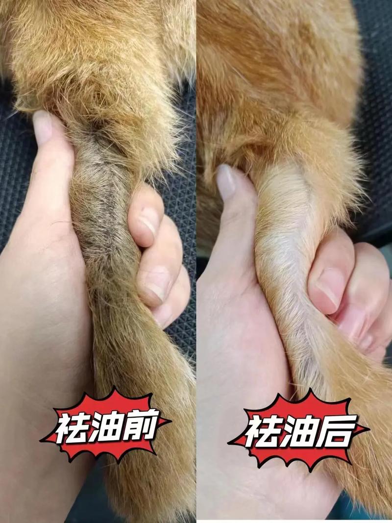 不严重的猫油尾巴，在家就能护理