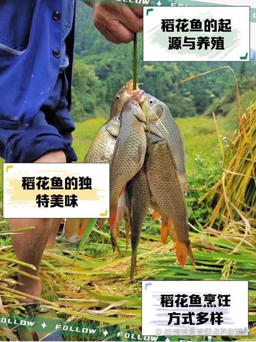 南漳清河管理区农户院坝煎稻花鱼