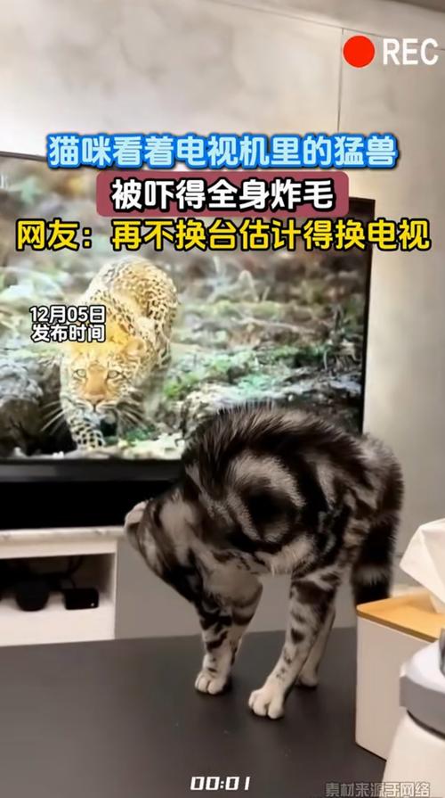 主播把手机转开意外拍到捣乱的猫引发弹幕狂欢