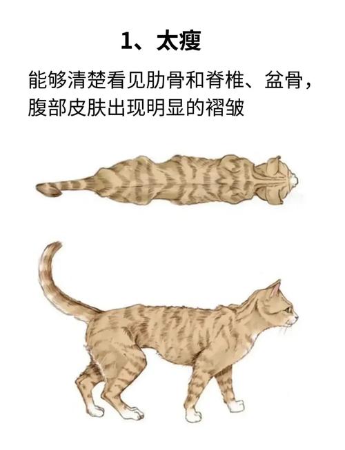 主人手摸猫肋骨判断体型的实操画面