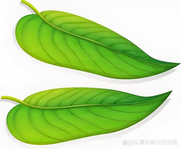 不同植物,脾气完全不一样