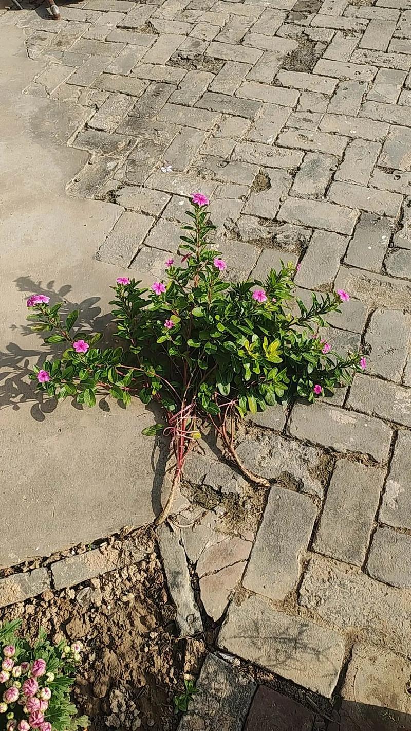 新刻的砖花长在巷子里