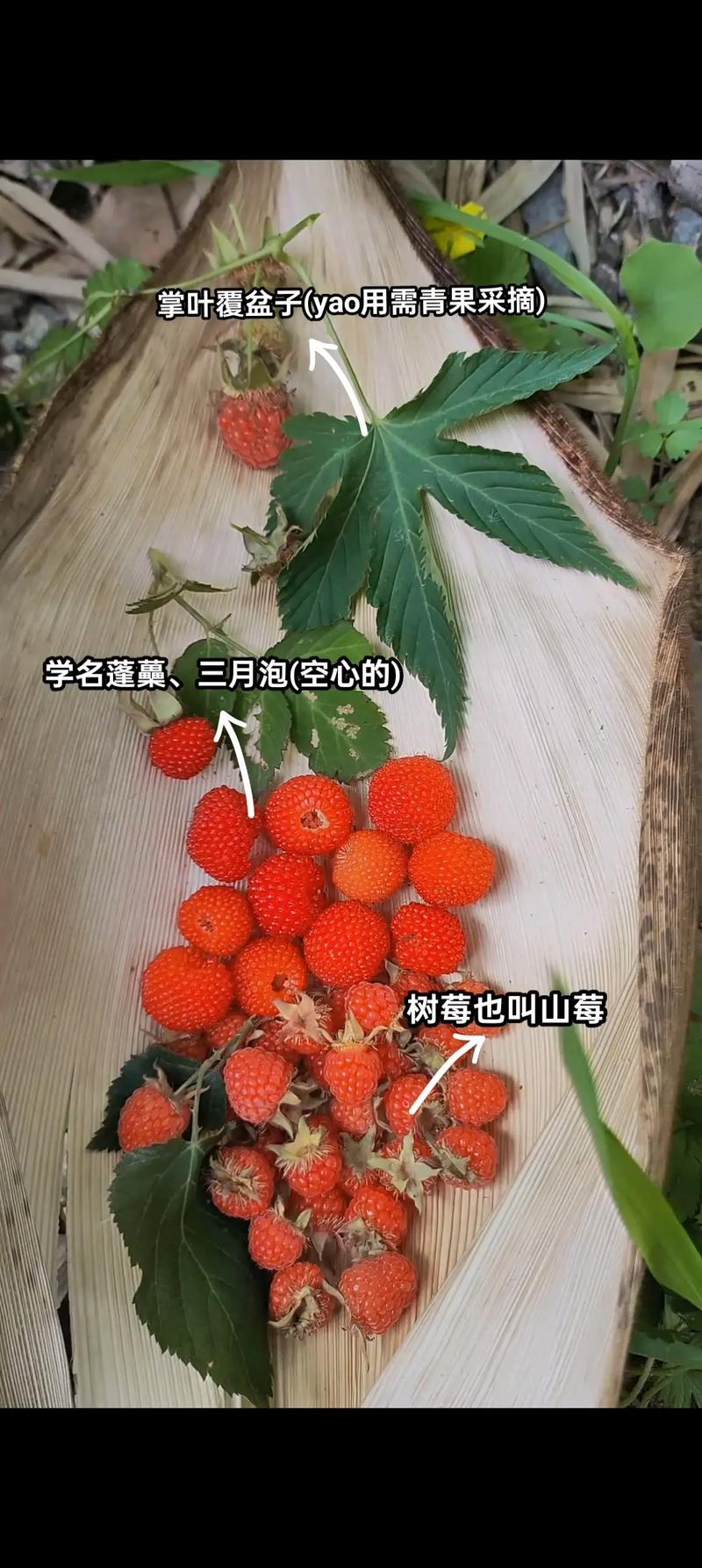 常见可食用野果与有毒野果蛇莓对比图
