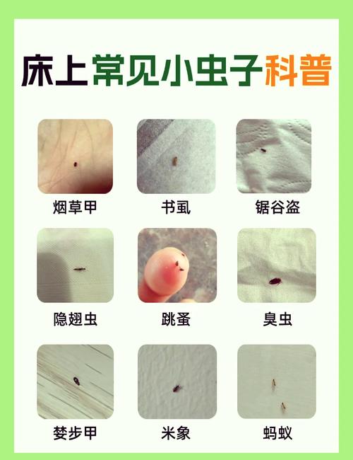 第四道坎:入住后的日常防虫