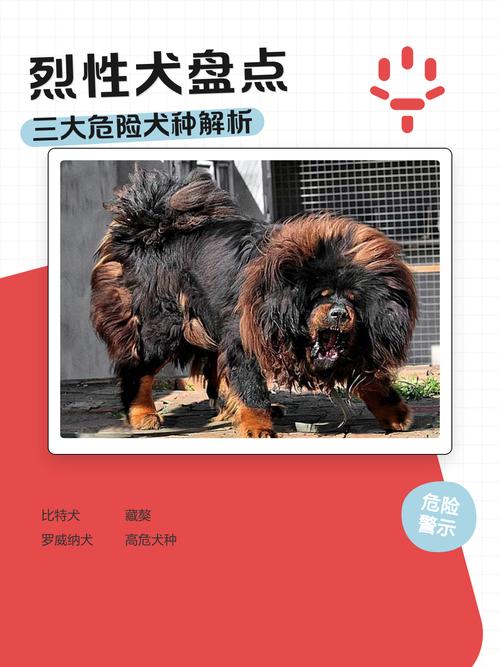 烈性犬的责任，没有任何商量余地