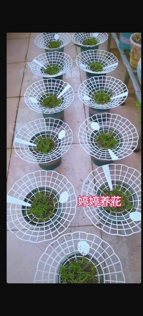 阳台盆栽向日葵倒伏与支架方法