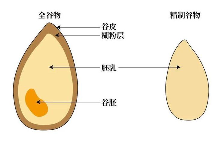谷物结构麸皮胚芽胚乳示意图
