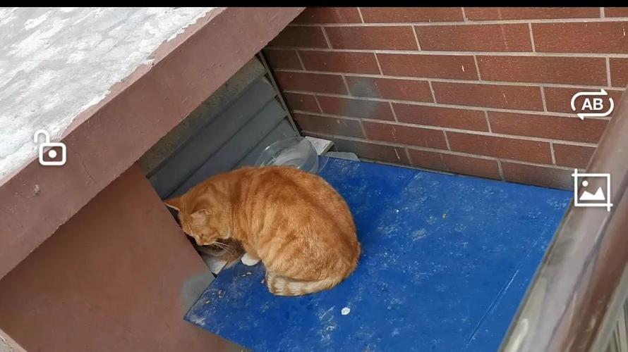 冬青丛后墙上天蓝色防水流浪猫喂猫箱