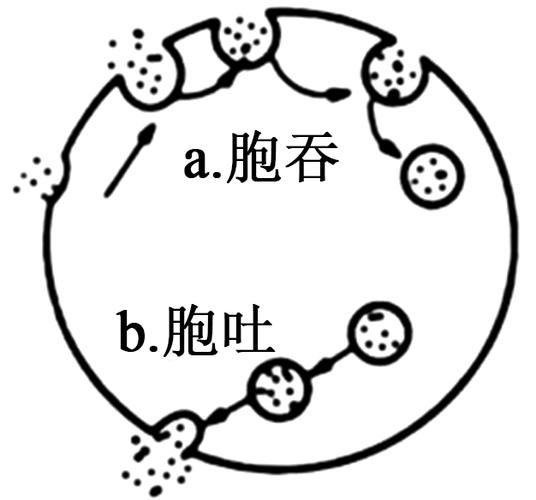 胞吞胞吐，是青春期的墙