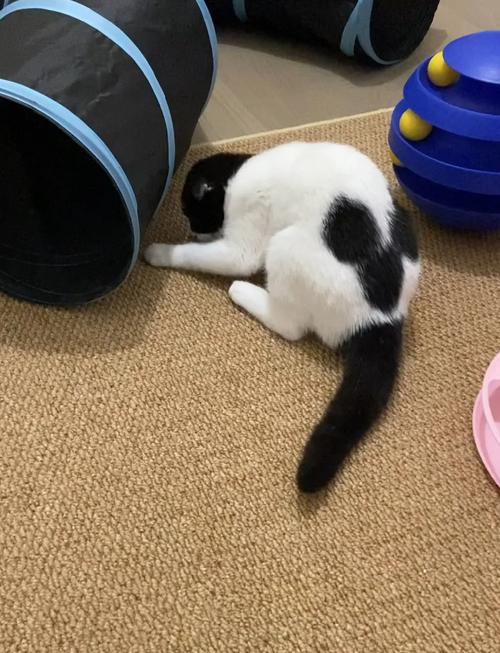 猫咪后腿骨折蜷缩在角落观察场景图