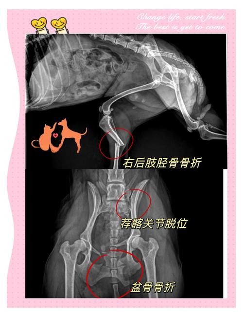 宠物后腿骨折畸形外观对比图