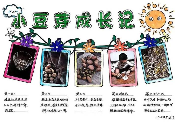 小学生种子发芽实验对比观察手账