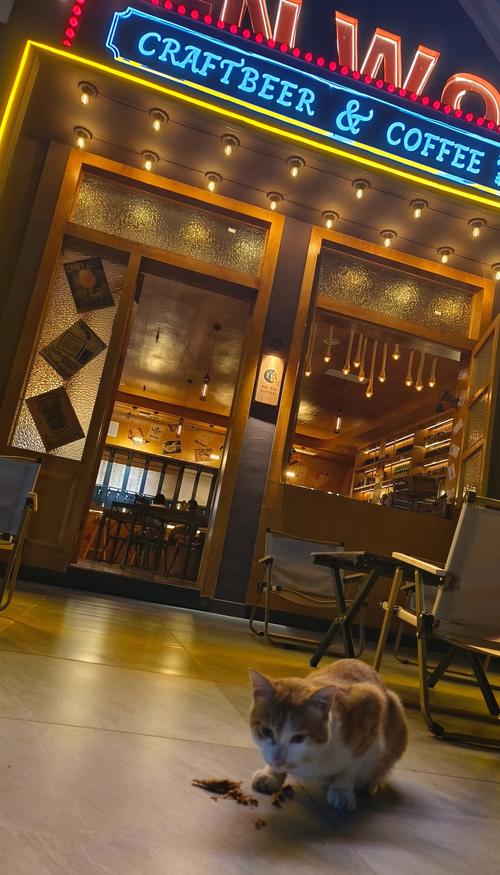 3. 老街上的“青年旅舍”:人情味、流浪猫与深夜的啤酒