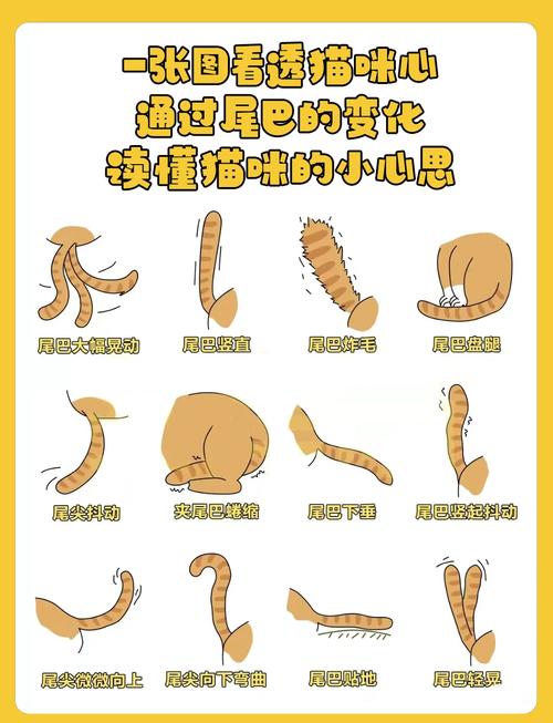 猫咪尾巴各种动作代表什么?