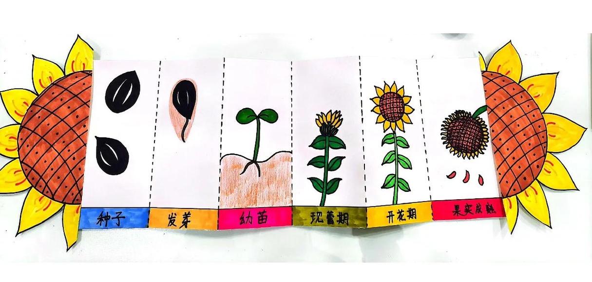 小学生在阳台用皮尺测量向日葵高度手绘生长折线图