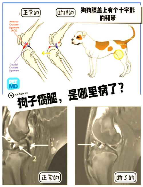 肥胖犬只后腿关节受力对比图