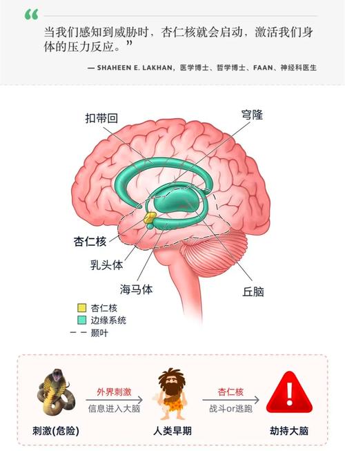 情绪产生大脑杏仁核示意图