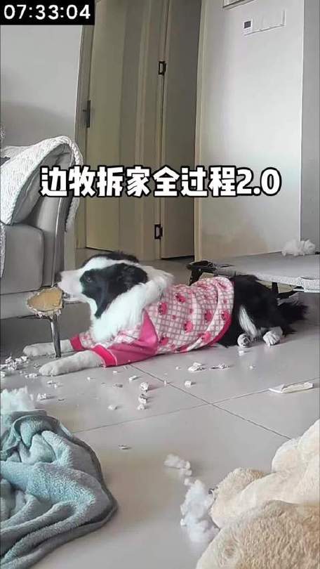 成年边牧拆家后一地咬碎的棉门垫