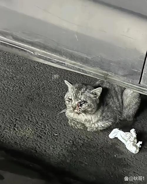 婴儿第一次走路摔倒在宠物猫旁边狼狈场景