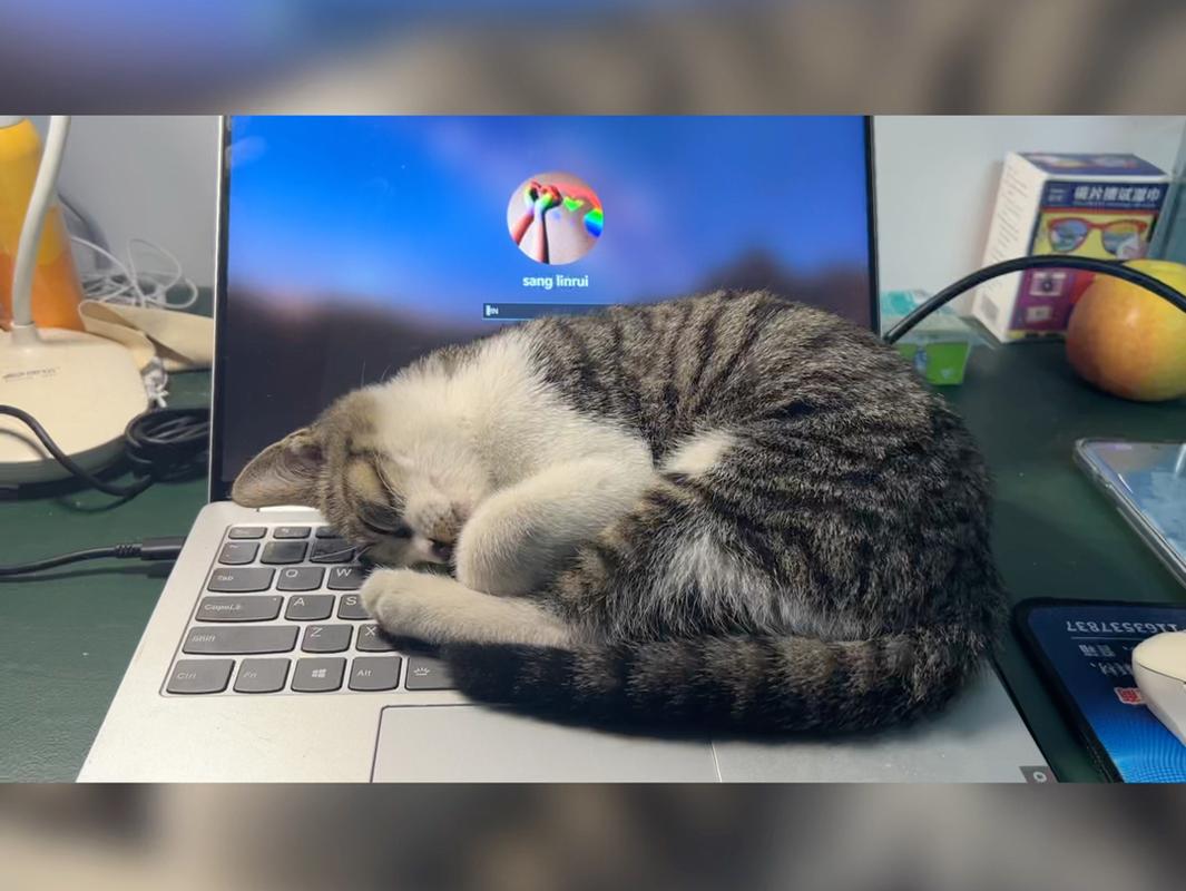 橘猫年糕趴在主人办公键盘上睡觉