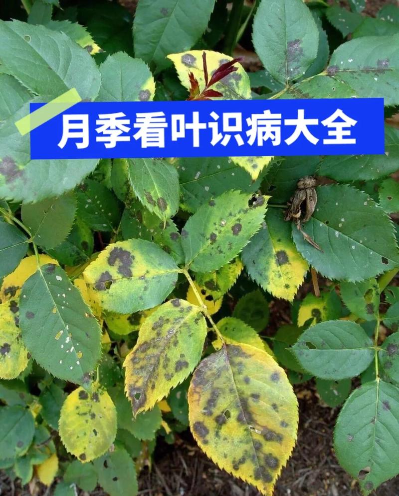 植物常见病害白粉病黑斑病症状对比图