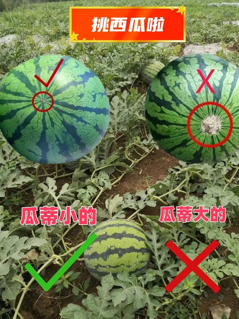 探头选择,比挑西瓜还难?