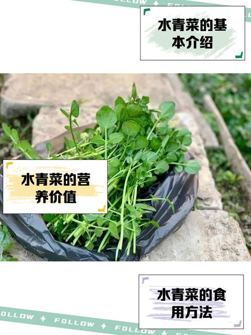 绿叶菜:别被水灵骗了