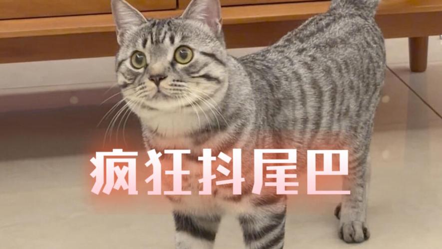 猫咪蹲在墙角耳朵后抿尾巴尖快速抖动的实拍图