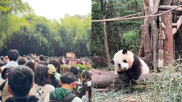 大熊猫基地：排队两小时，看熊三分钟