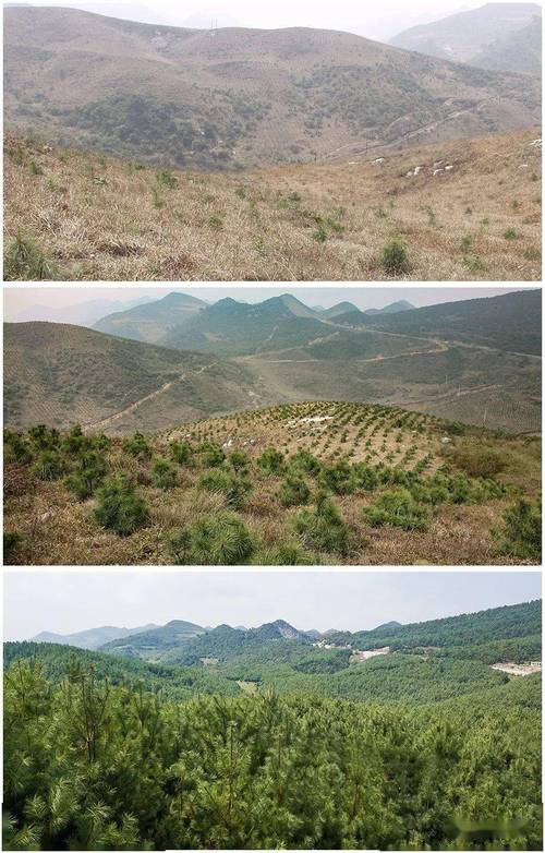 荒山新栽幼苗与三十年工业防护林对比图