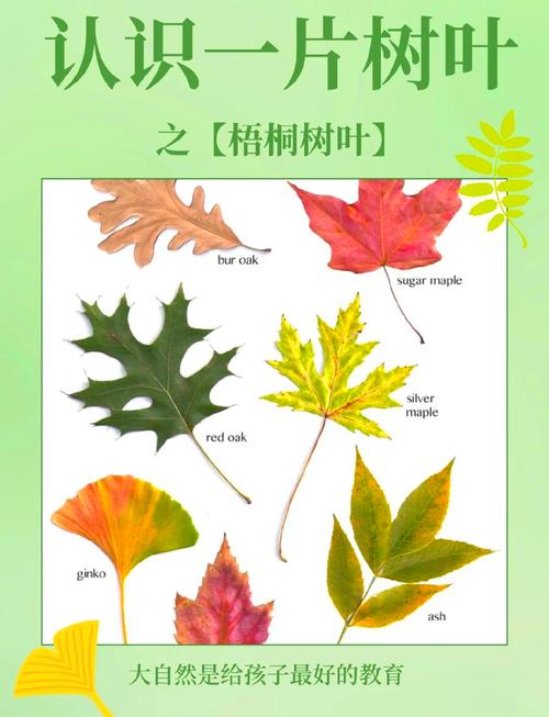 学生校本课程作业里夹的梧桐叶片
