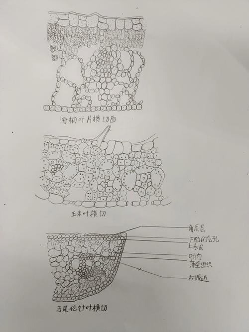 落叶:植物界一场被低估的“战略撤退”-因为所以