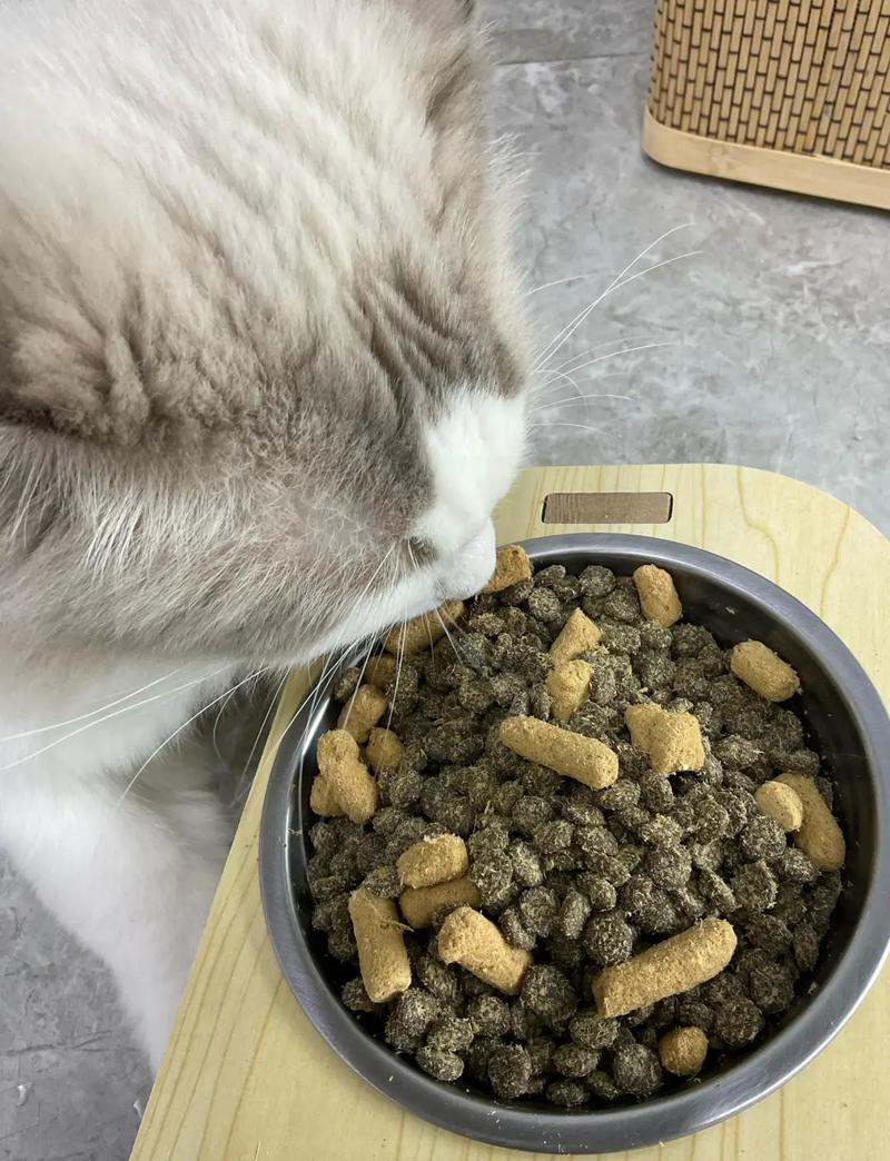 蓝猫对着猫粮碗犹豫不肯下口实拍图