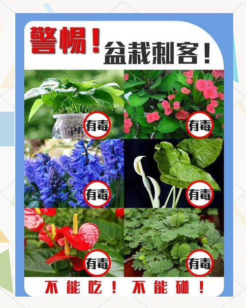 常见致敏有毒室内绿植识别图