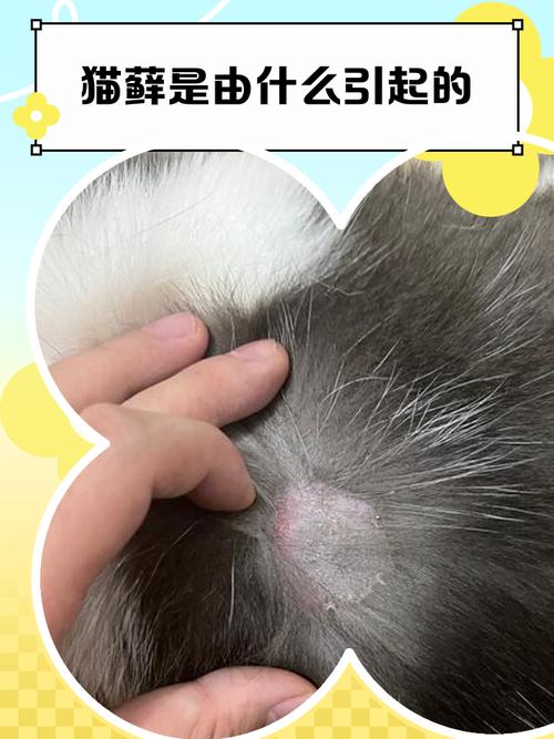 户外绿化带草地携带猫藓犬小孢子菌场景图