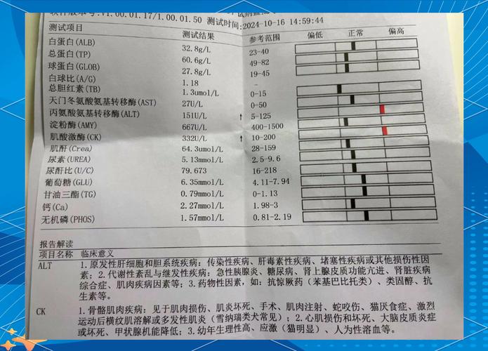 兽医给狗狗做绝育术前血常规检查