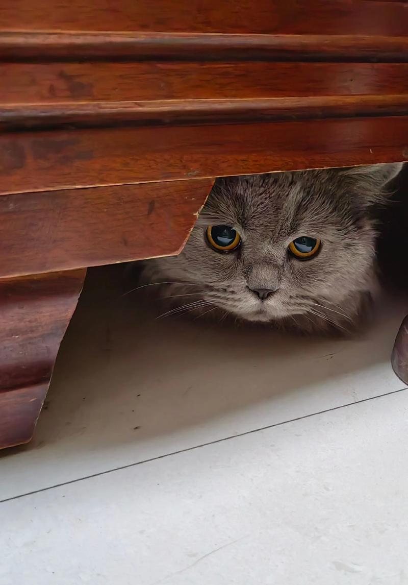 猫咪听到鞭炮声躲沙发底发抖