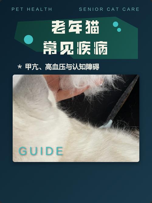 宠物医院老年猫身体检查报告单实拍