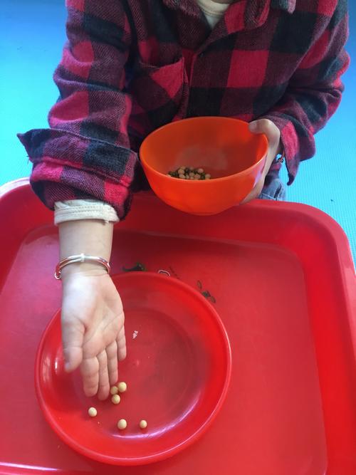 幼儿用圆头镊子夹生大米玩米粒搬家游戏场景
