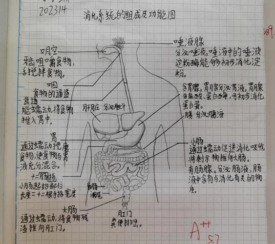 家庭客厅模拟人体消化系统路径游戏布置图