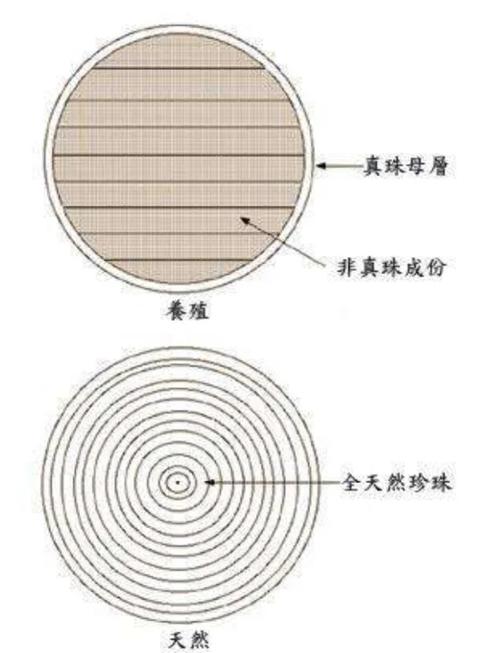贝壳的真相:从微观材料到文明符号-因为所以