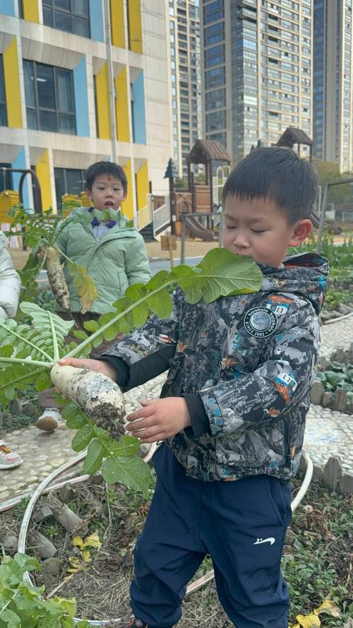 泥巴厨房农场孩子在菜地拔胡萝卜场景