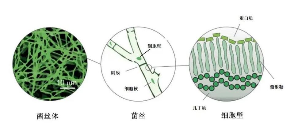 根须:那些被忽略的根须,才是生命真正的底色-因为所以
