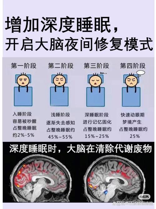 深度睡眠时大脑清理代谢废物示意图