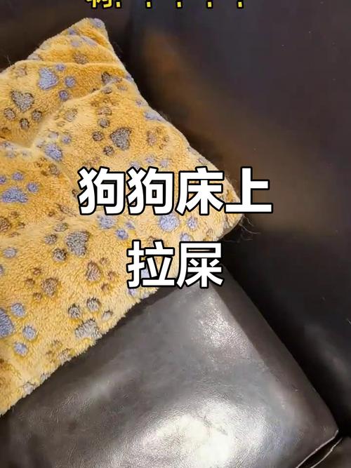 狗狗躲在床底排便乱拉场景
