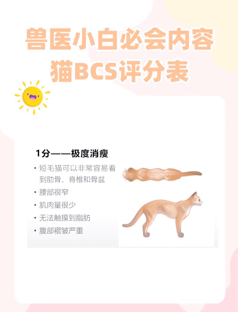 兽医指着猫咪行为评估量表给宠主讲解